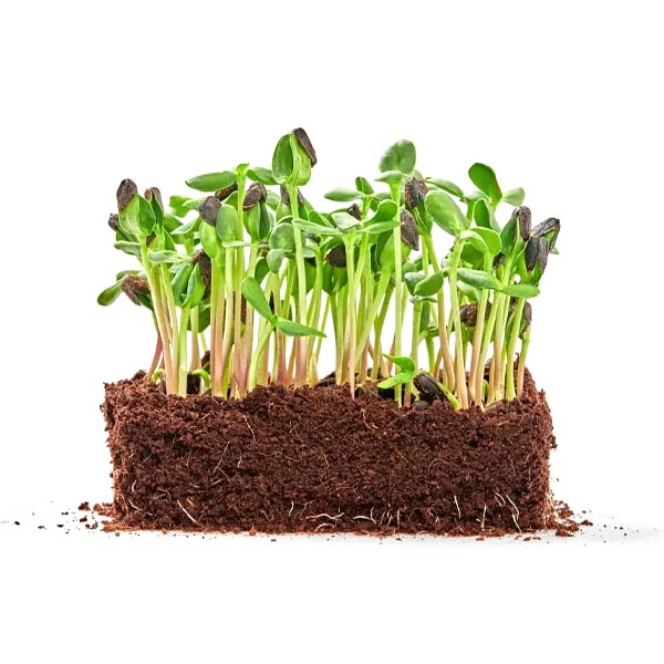 Extractul de muguri de floarea soarelui